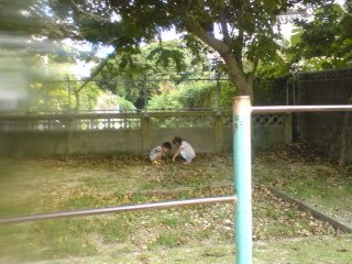 デイトの付き添い