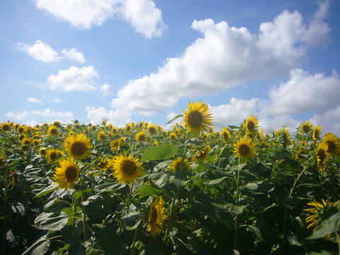 ひまわり畑を見てきたよ。