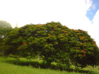 ハンモック+ピクニック、したい。