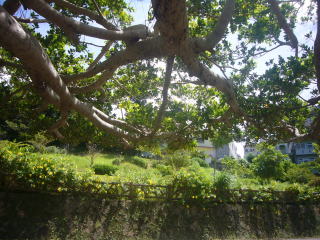 猫と外ごはん。