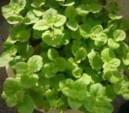 だりだちみは？（志村風）