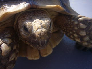 カメは案外足が早いのね（笑）