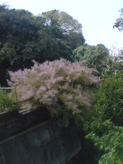 花の季節到来♪