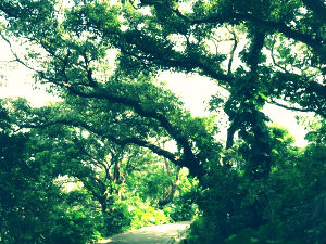 ナンシー先生Mysore 3days 終了！