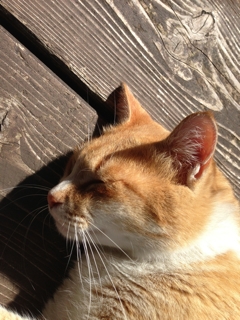 うららかな午後